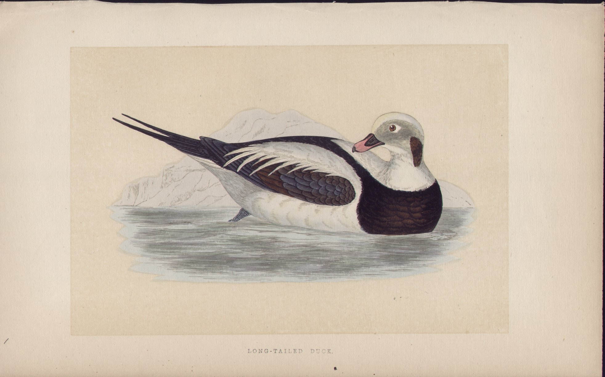 Wood - Long-tailed Duck - Fawcett